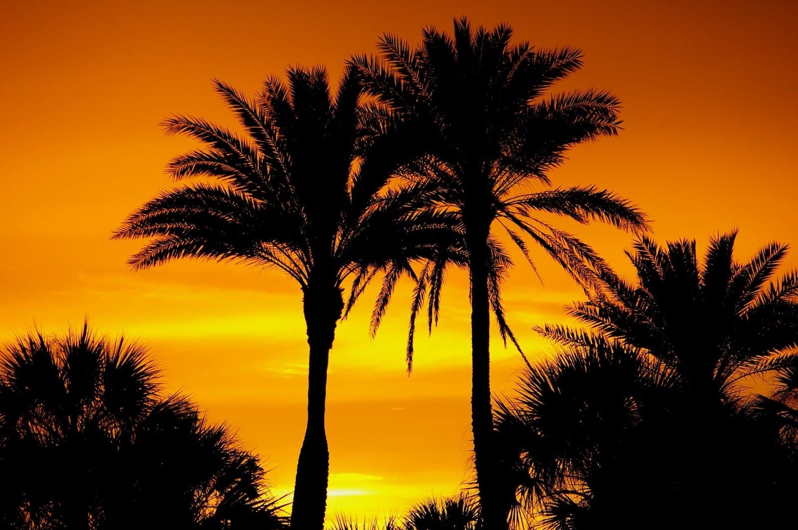 silhouette photo of palm trees Investor Home Purchases