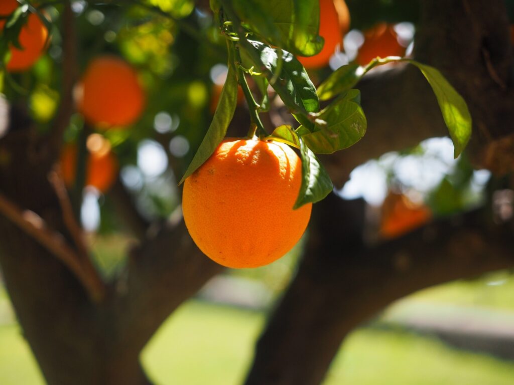 orange, fruit, tree Benefits of Owning a Home with Land